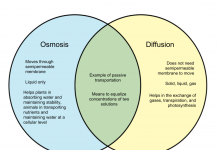 Difference between osmosis and diffusion