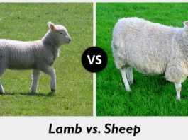 Difference between lamb and sheep