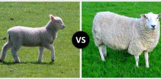 Difference between lamb and sheep