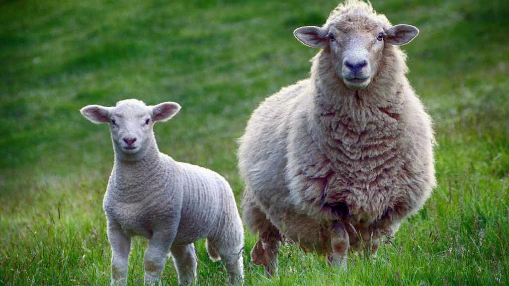 Difference Between Lamb And Sheep TrendyTarzan