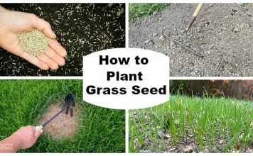 How to plant grass seed