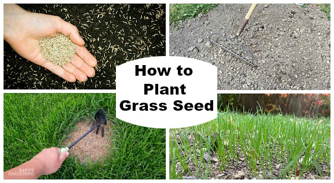 How to plant grass seed